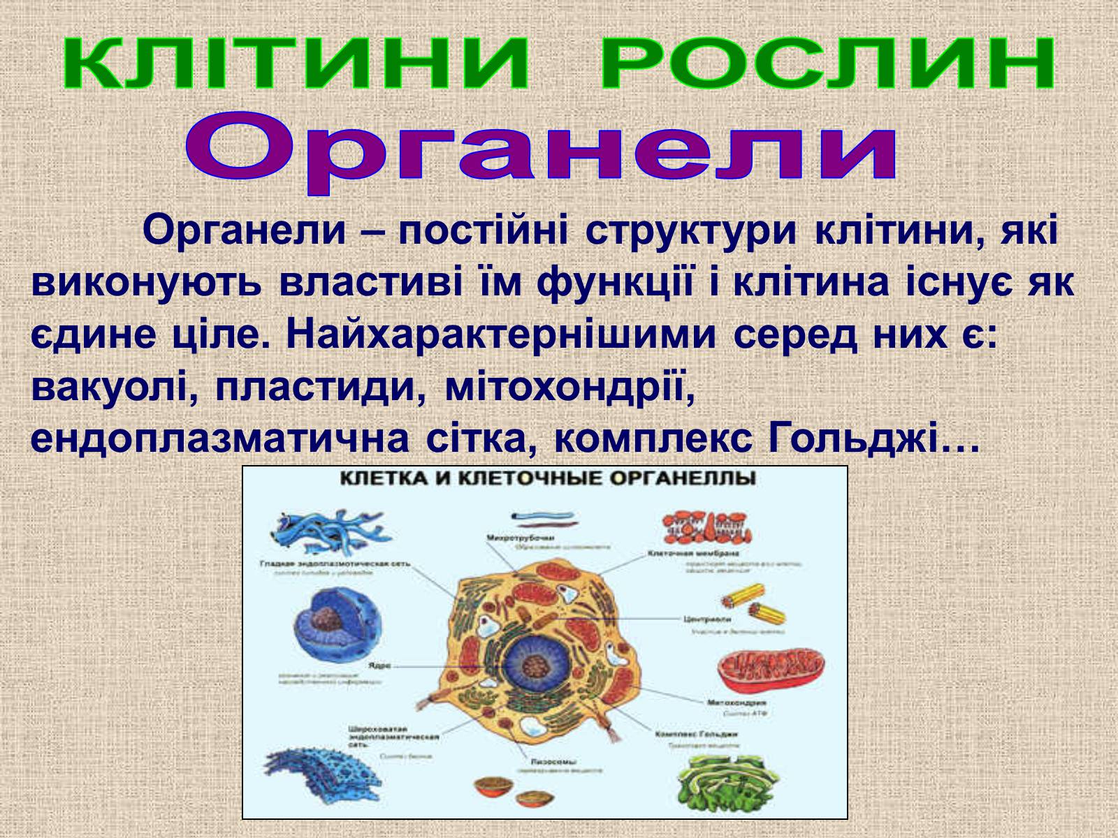 Презентація на тему «Клітина Рослини» - Слайд #19 Презентація на тему «Клітина Рослини» - Слайд #19