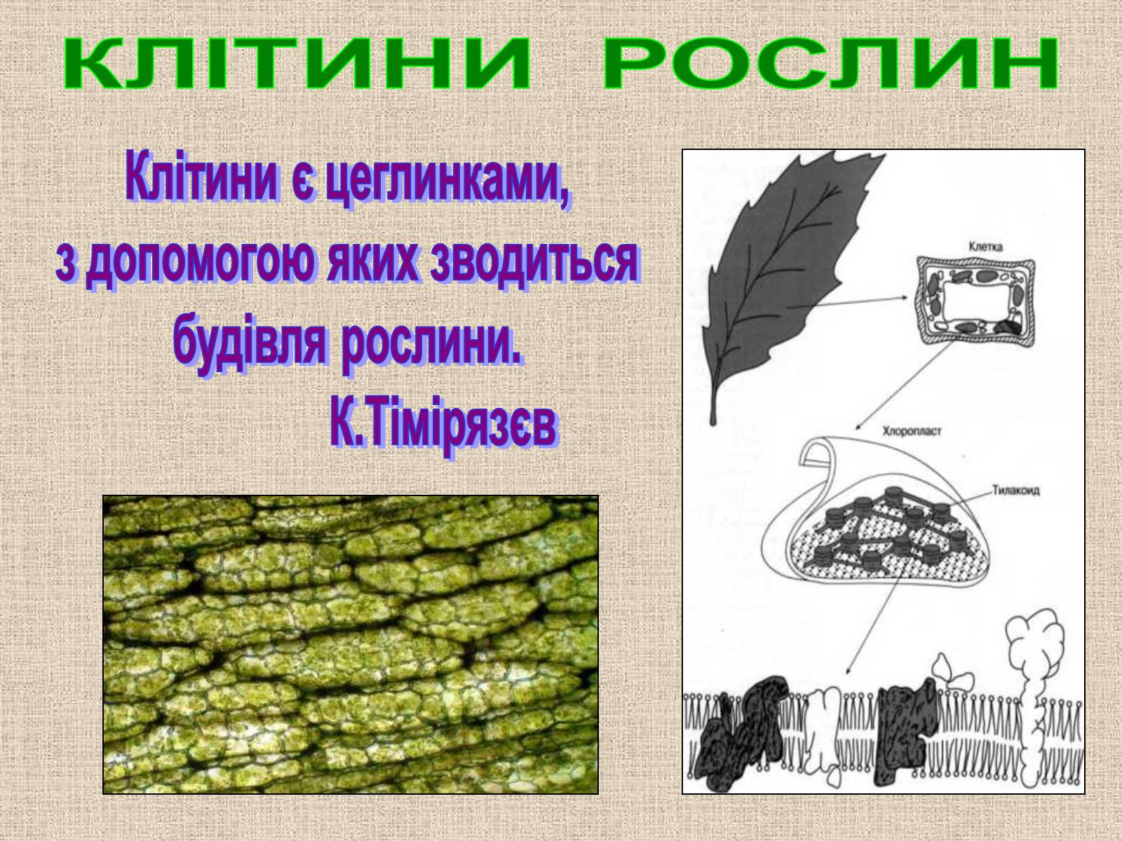 Презентація на тему «Клітина Рослини» - Слайд #2 Презентація на тему «Клітина Рослини» - Слайд #2