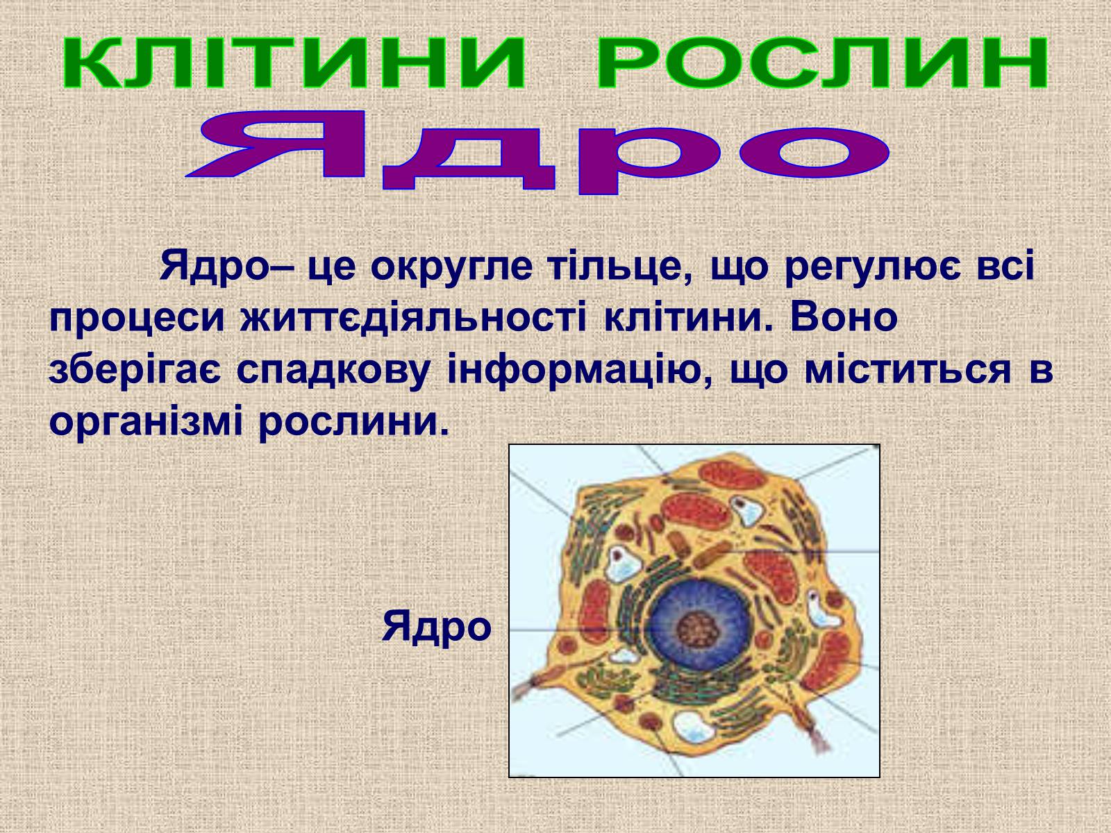 Презентація на тему «Клітина Рослини» - Слайд #22 Презентація на тему «Клітина Рослини» - Слайд #22