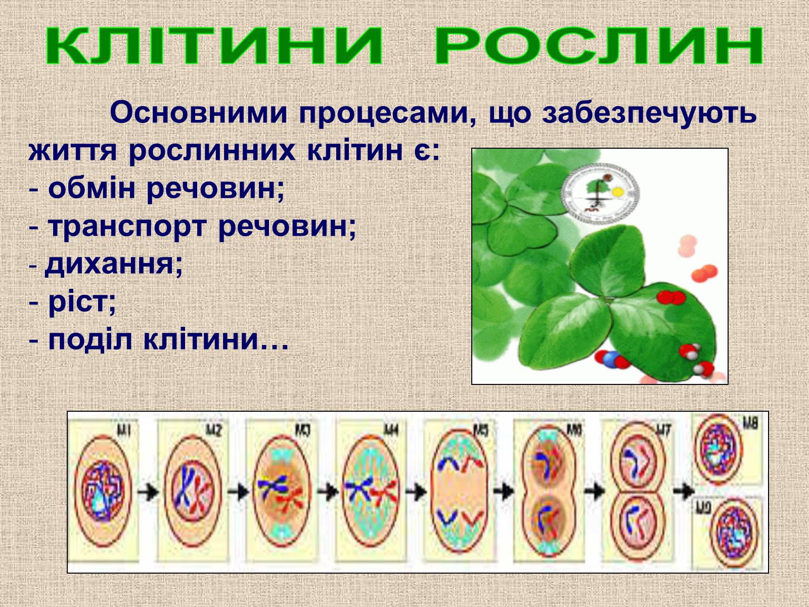 Презентація на тему «Клітина Рослини» - Слайд #23 Презентація на тему «Клітина Рослини» - Слайд #23