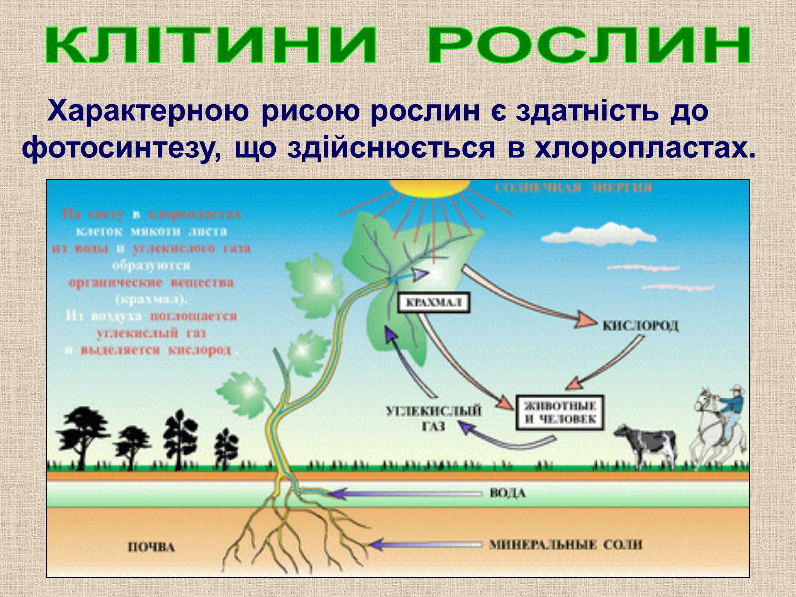 Презентація на тему «Клітина Рослини» - Слайд #24 Презентація на тему «Клітина Рослини» - Слайд #24