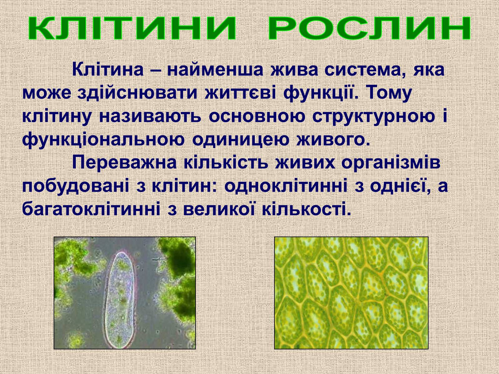 Презентація на тему «Клітина Рослини» - Слайд #3 Презентація на тему «Клітина Рослини» - Слайд #3