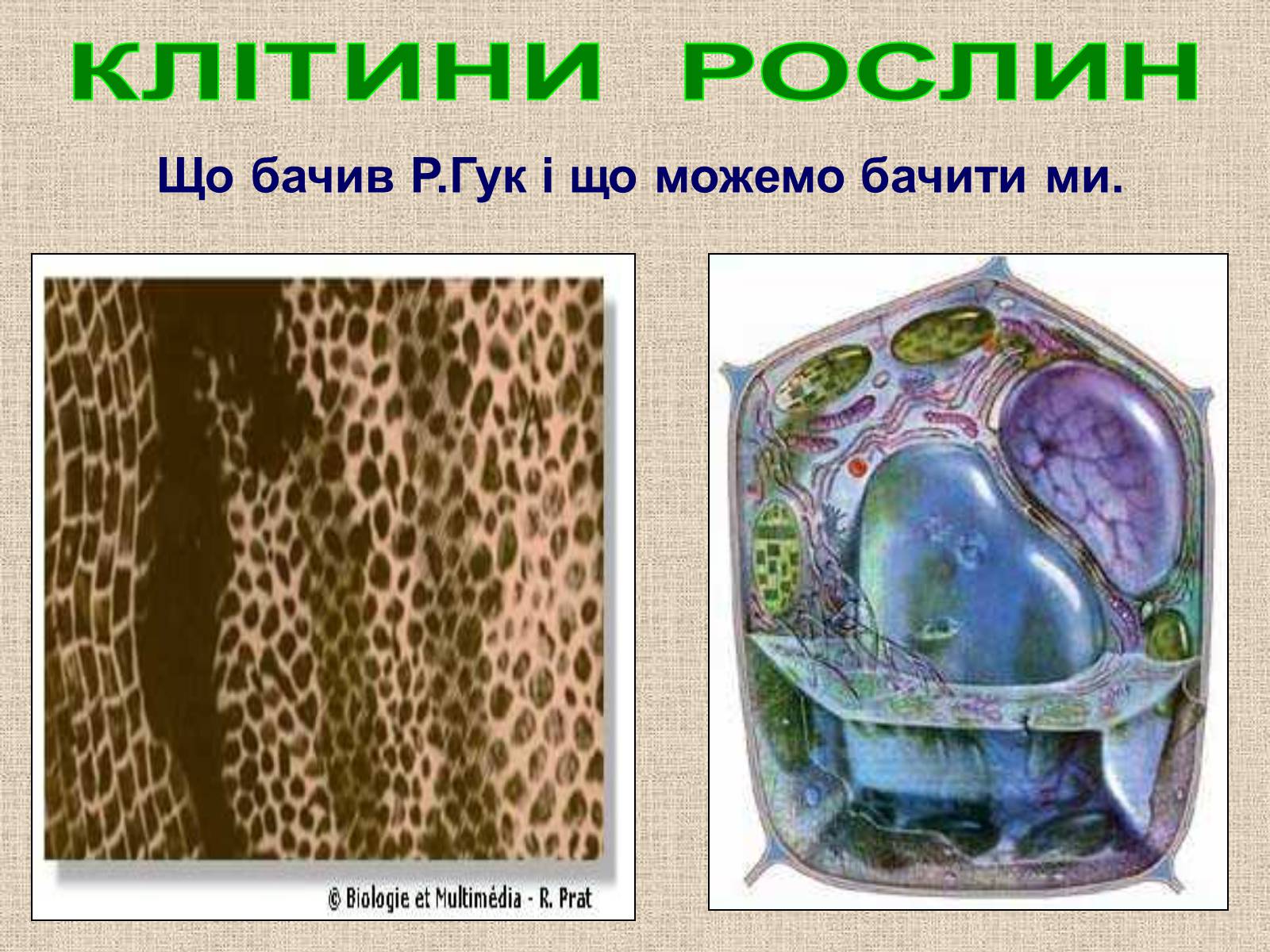 Презентація на тему «Клітина Рослини» - Слайд #5 Презентація на тему «Клітина Рослини» - Слайд #5