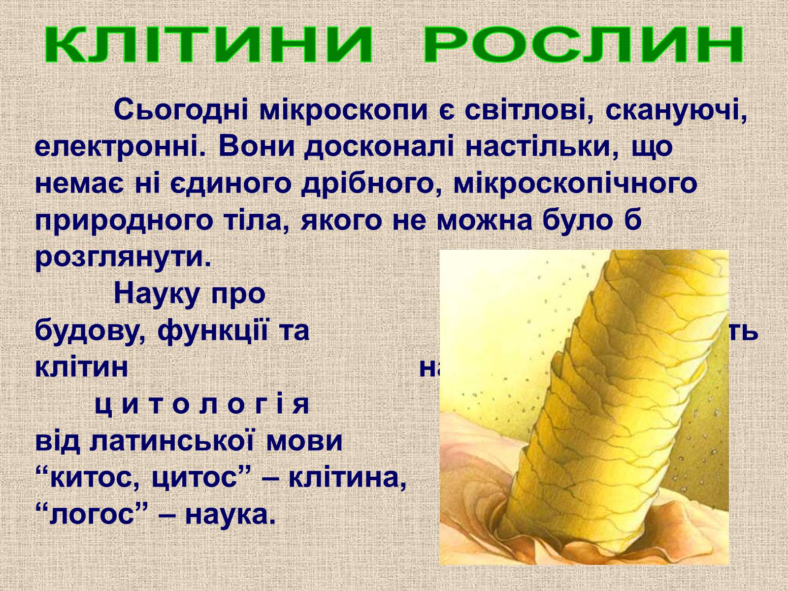 Презентація на тему «Клітина Рослини» - Слайд #6 Презентація на тему «Клітина Рослини» - Слайд #6