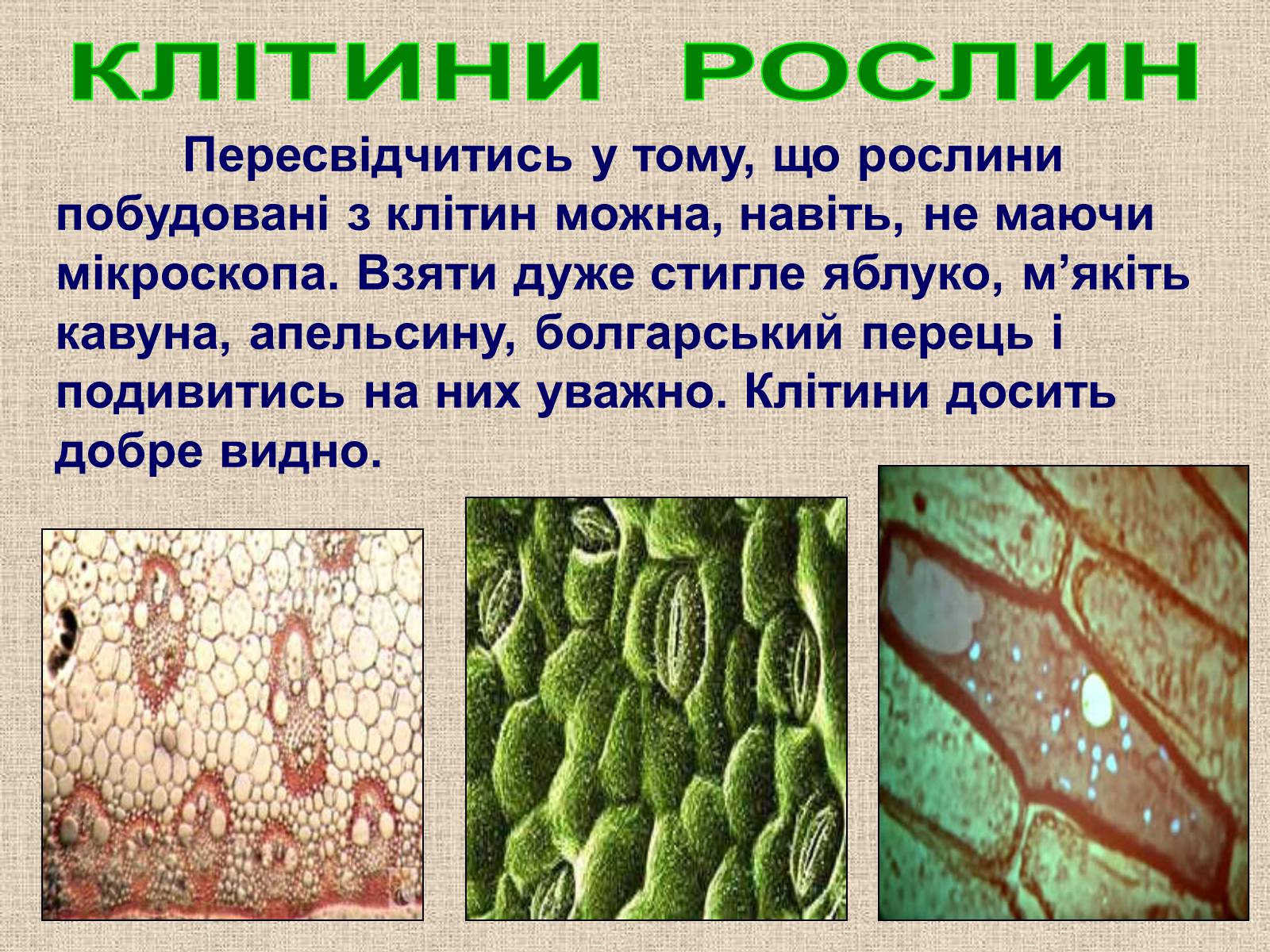 Презентація на тему «Клітина Рослини» - Слайд #8 Презентація на тему «Клітина Рослини» - Слайд #8