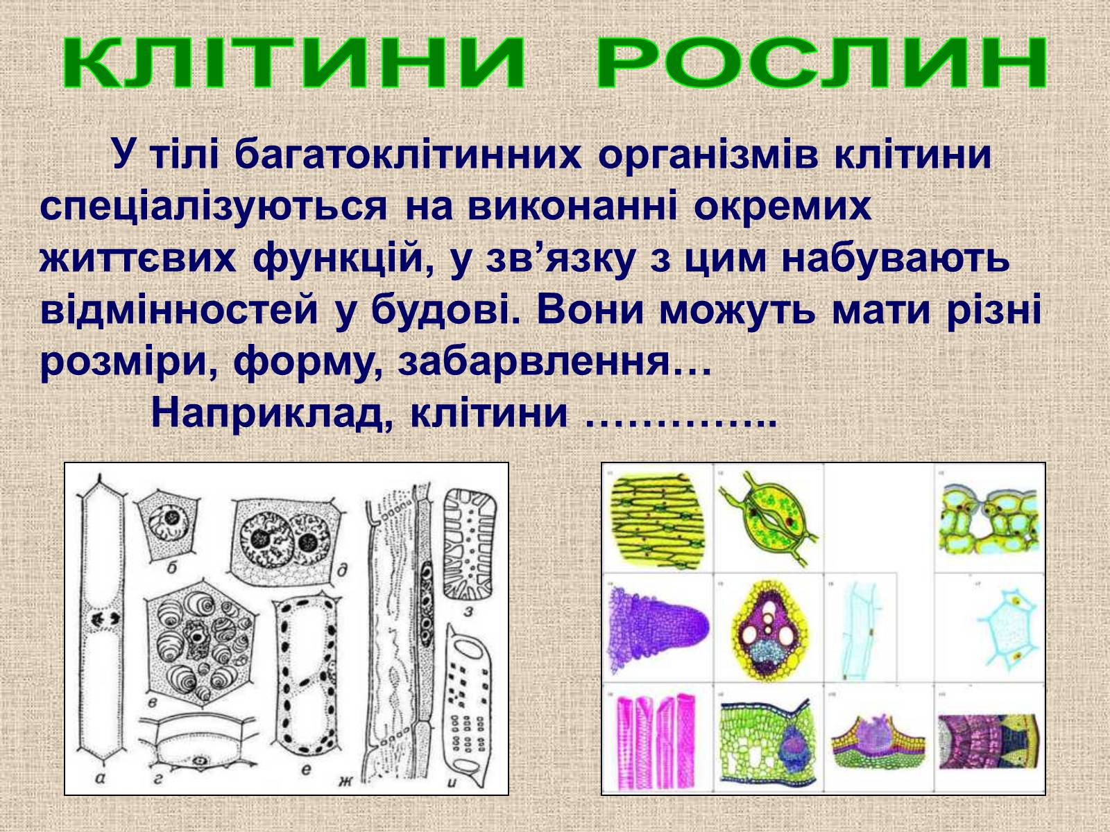 Презентація на тему «Клітина Рослини» - Слайд #9 Презентація на тему «Клітина Рослини» - Слайд #9