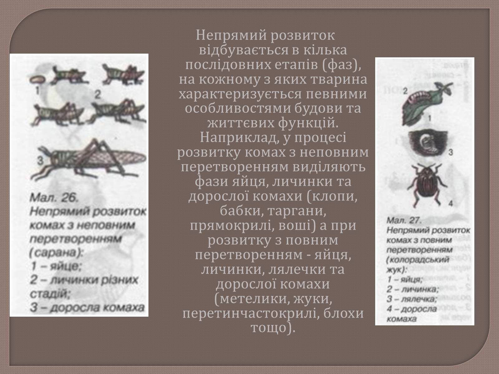 Презентація на тему «Постембріональний розвиток» - Слайд #10 Презентація на тему «Постембріональний розвиток» - Слайд #10
