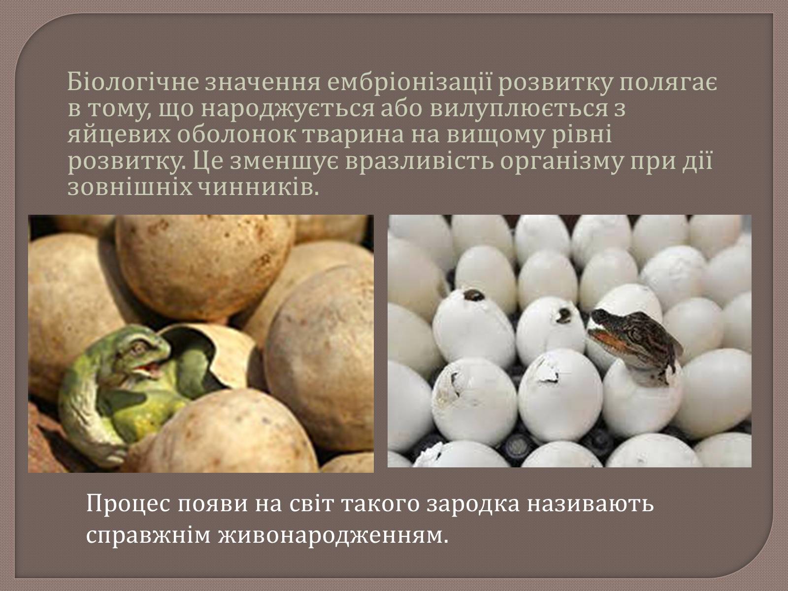 Презентація на тему «Постембріональний розвиток» - Слайд #6 Презентація на тему «Постембріональний розвиток» - Слайд #6