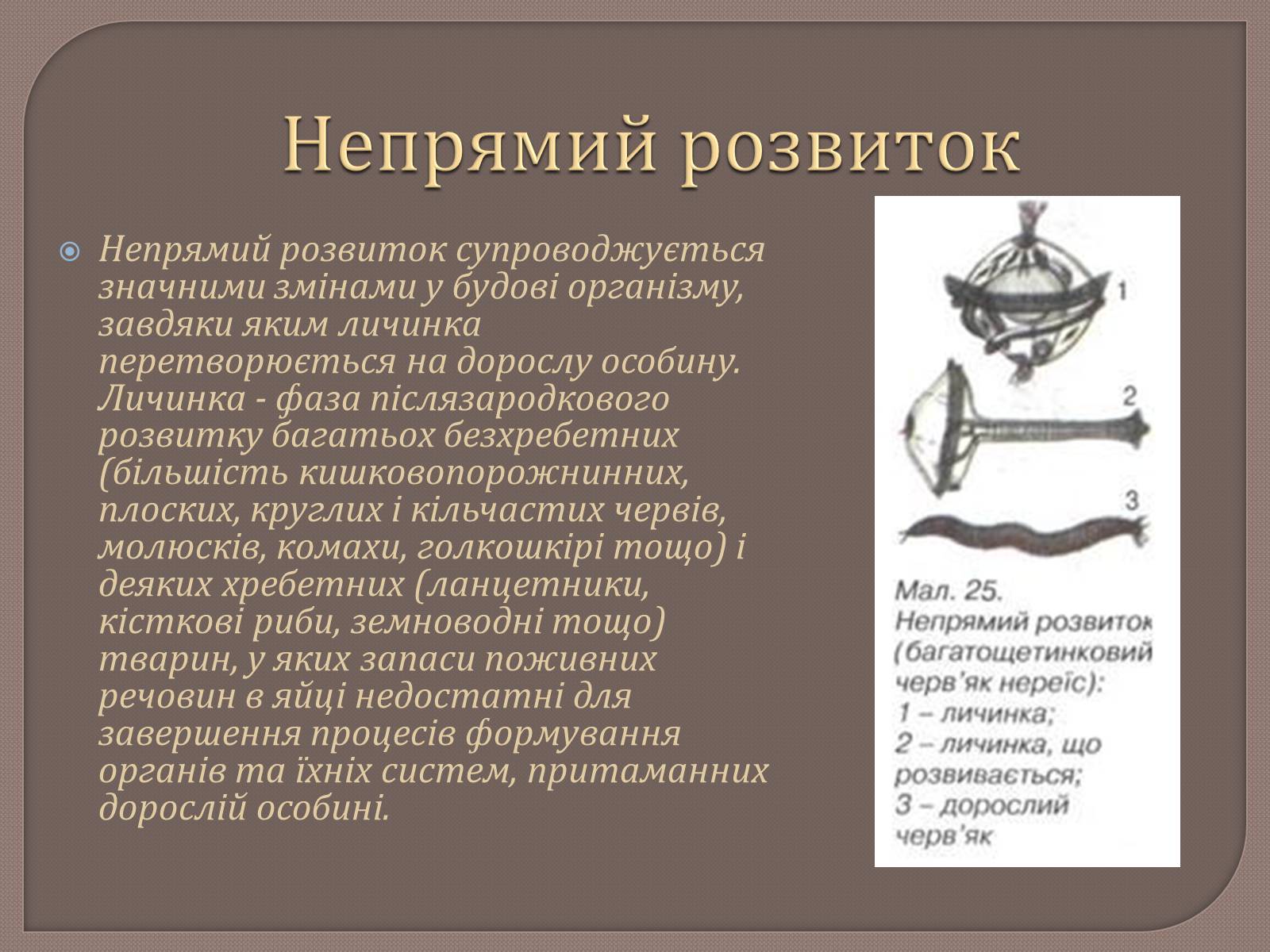 Презентація на тему «Постембріональний розвиток» - Слайд #9 Презентація на тему «Постембріональний розвиток» - Слайд #9