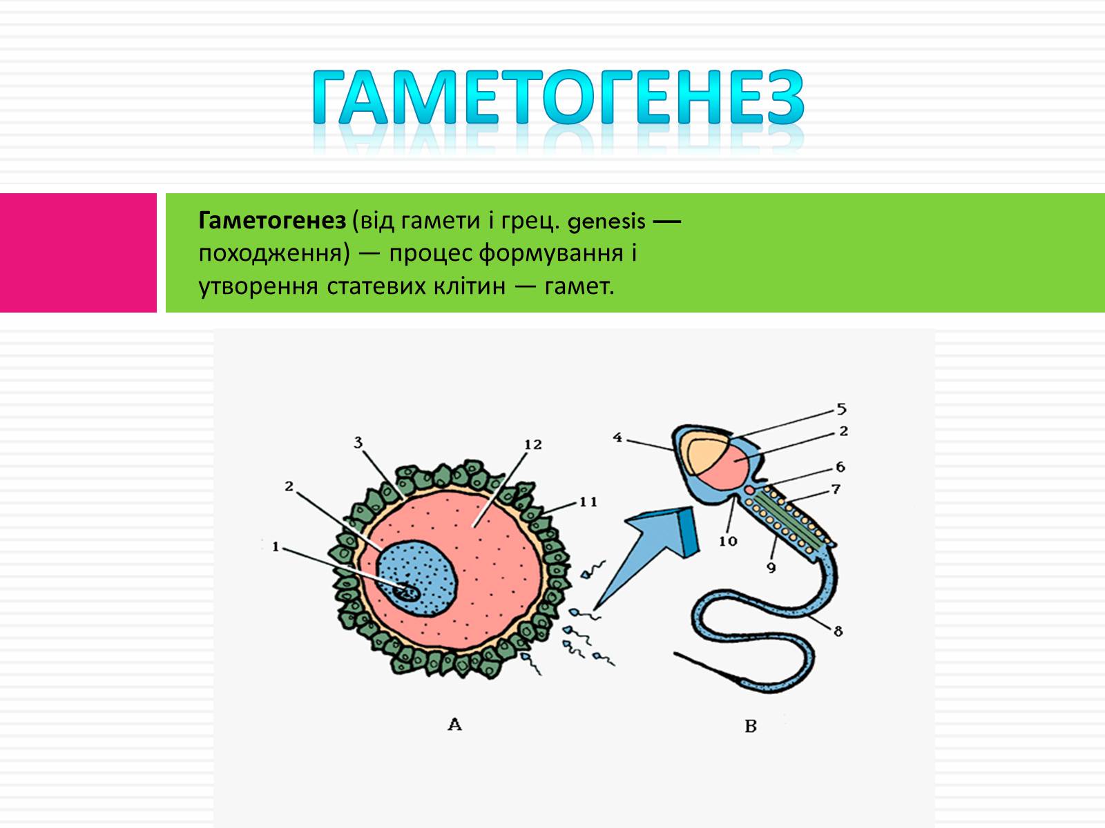 Презентація на тему «Статеве розмноження людини» - Слайд #13 Презентація на тему «Статеве розмноження людини» - Слайд #13