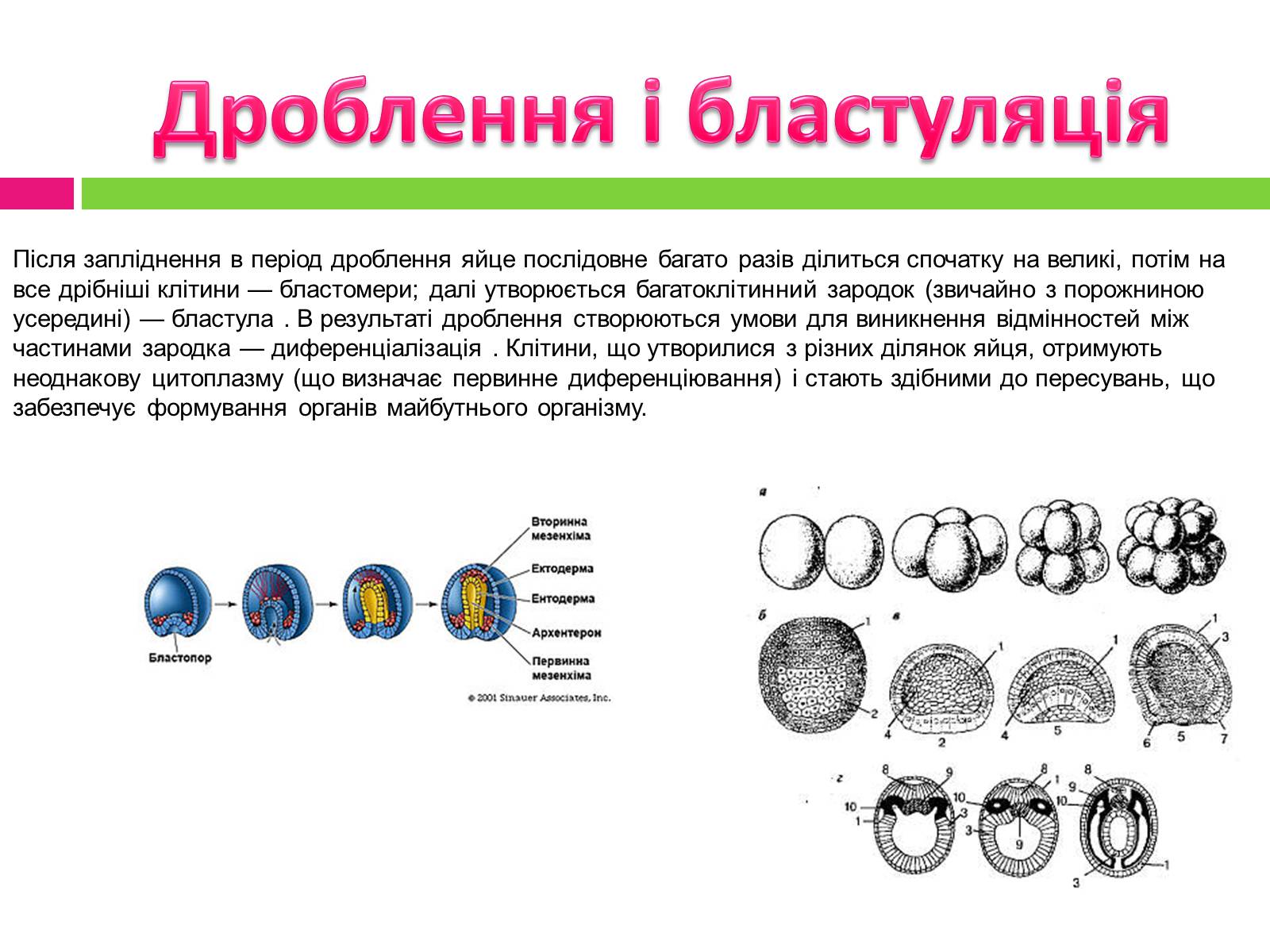 Презентація на тему «Статеве розмноження людини» - Слайд #20 Презентація на тему «Статеве розмноження людини» - Слайд #20