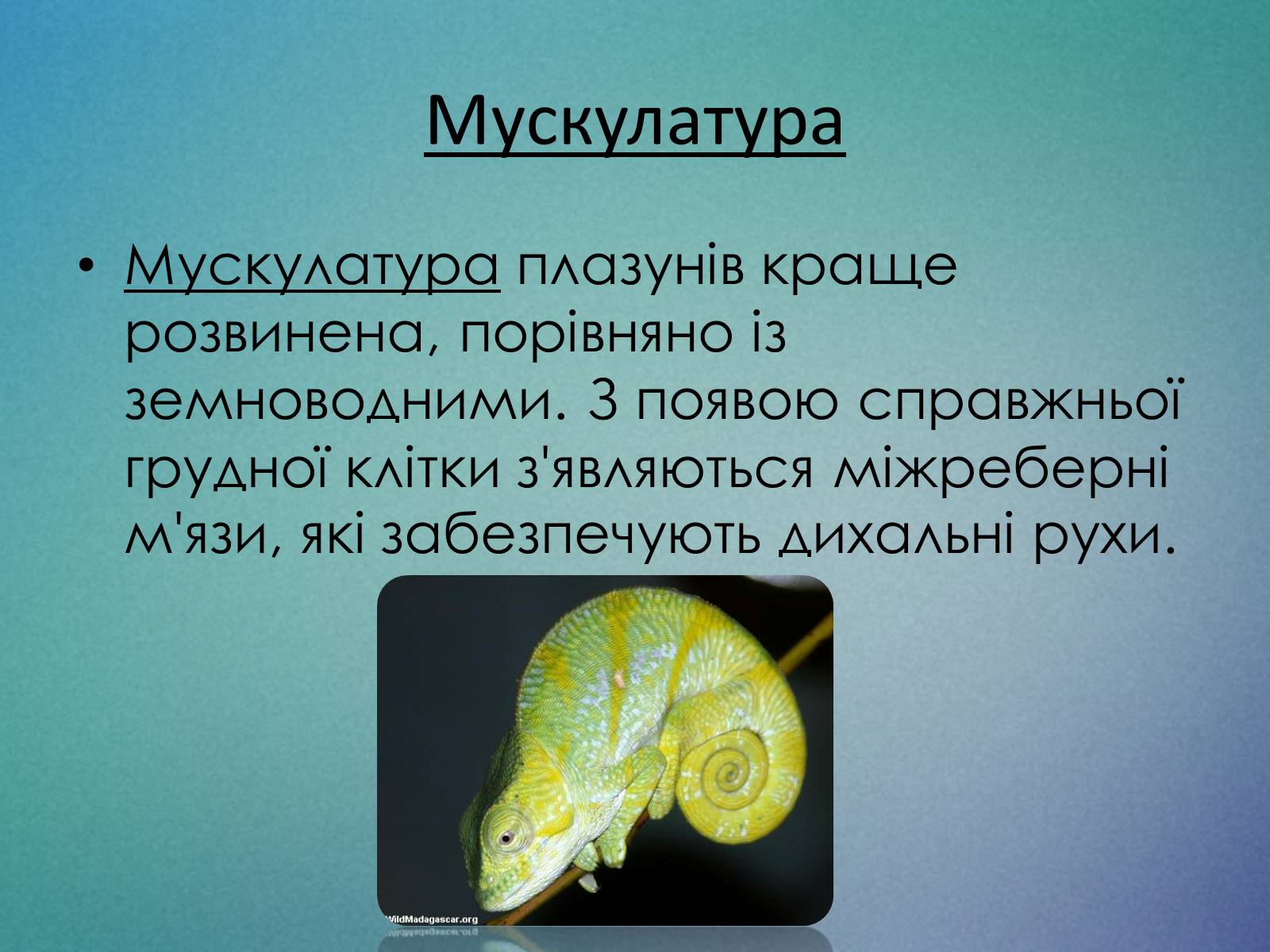 Презентація на тему «Плазуни» (варіант 1) - Слайд #6 Презентація на тему «Плазуни» (варіант 1) - Слайд #6