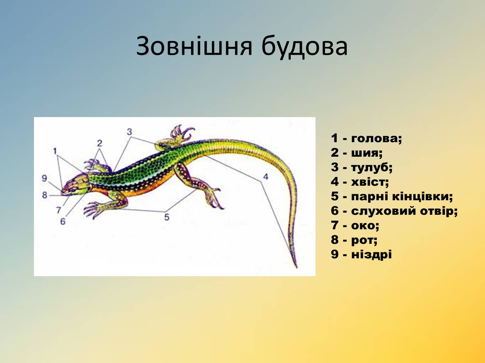 Презентація на тему «Плазуни» (варіант 1) - Слайд #9 Презентація на тему «Плазуни» (варіант 1) - Слайд #9