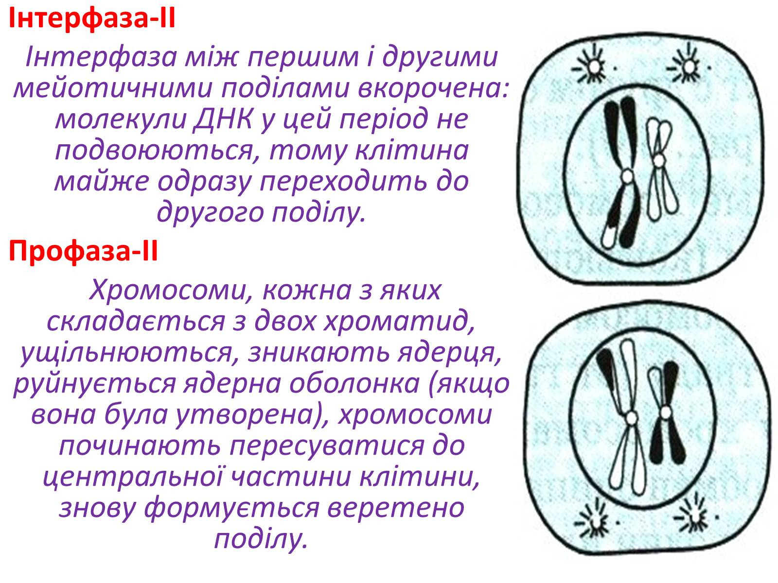Презентація на тему «Мейоз» (варіант 2) - Слайд #13 Презентація на тему «Мейоз» (варіант 2) - Слайд #13