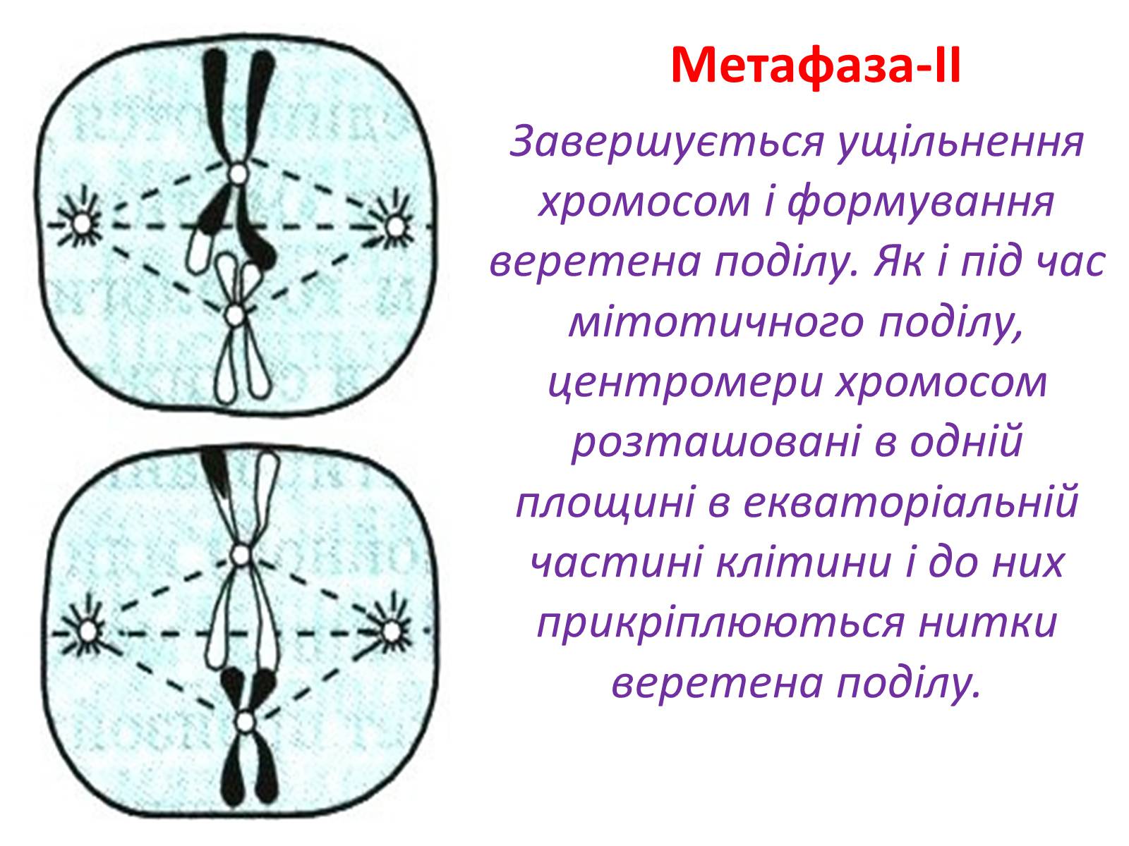Презентація на тему «Мейоз» (варіант 2) - Слайд #14 Презентація на тему «Мейоз» (варіант 2) - Слайд #14