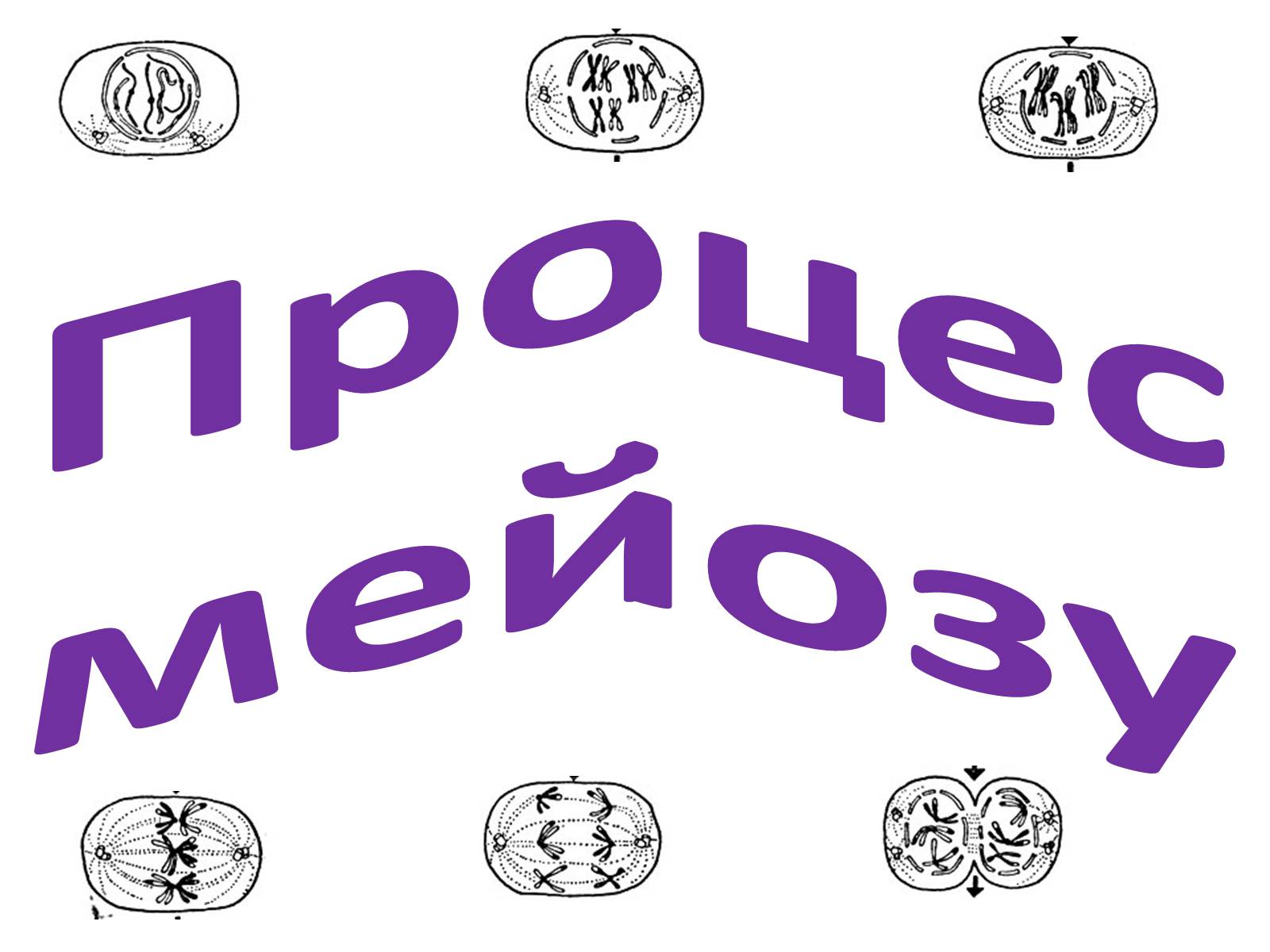Презентація на тему «Мейоз» (варіант 2) - Слайд #4 Презентація на тему «Мейоз» (варіант 2) - Слайд #4