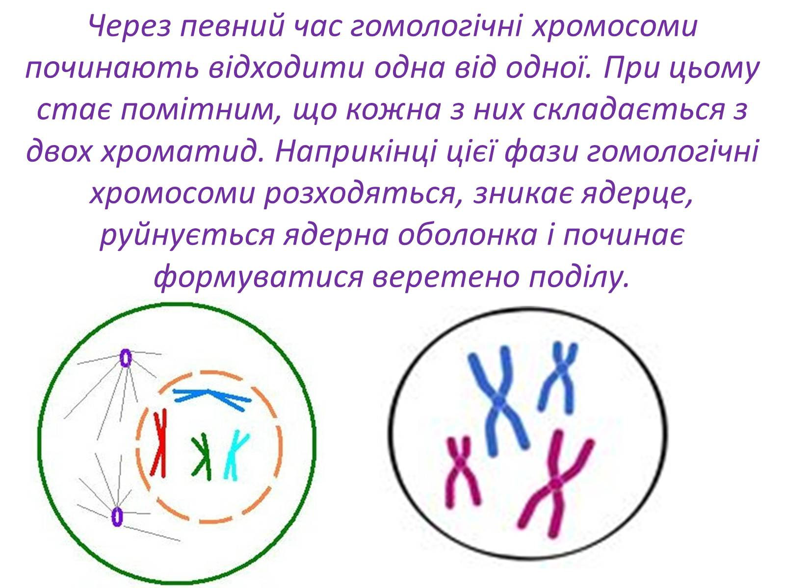 Презентація на тему «Мейоз» (варіант 2) - Слайд #7 Презентація на тему «Мейоз» (варіант 2) - Слайд #7