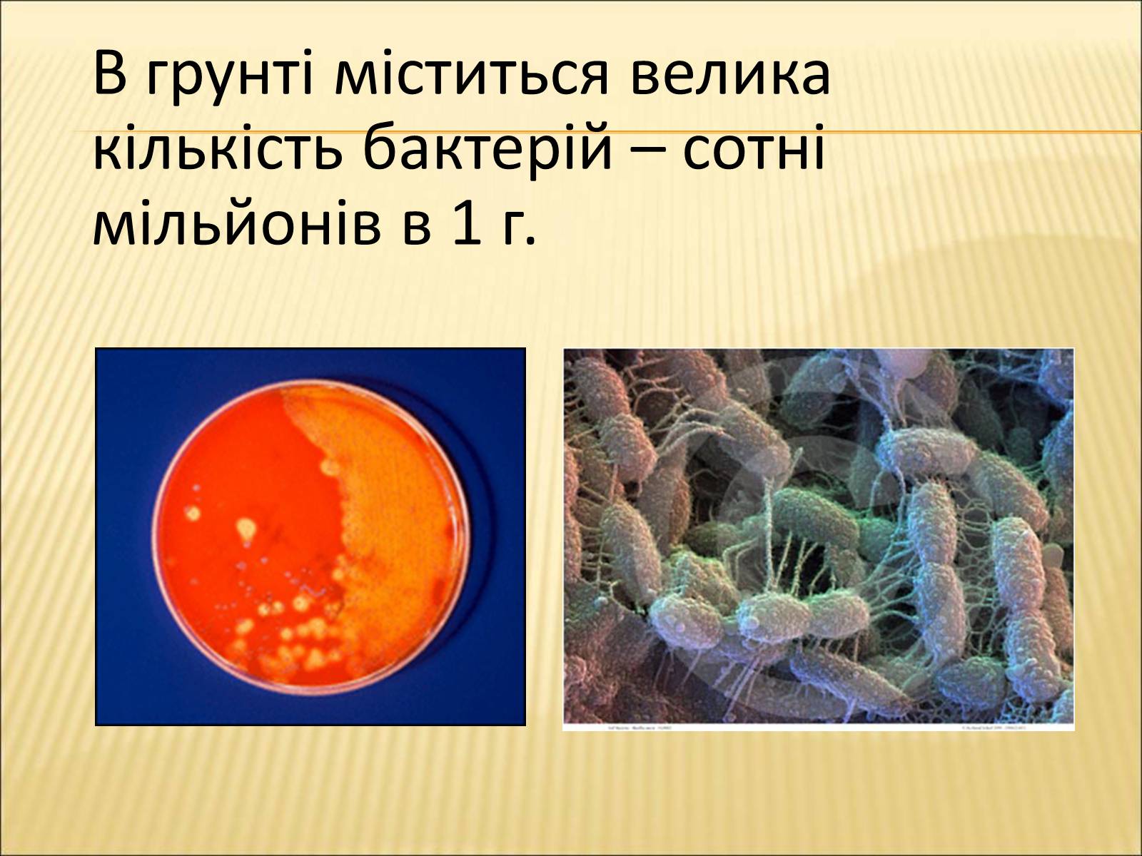 Презентація на тему «Значення бактерій в природі та житті людини» - Слайд #4 Презентація на тему «Значення бактерій в природі та житті людини» - Слайд #4