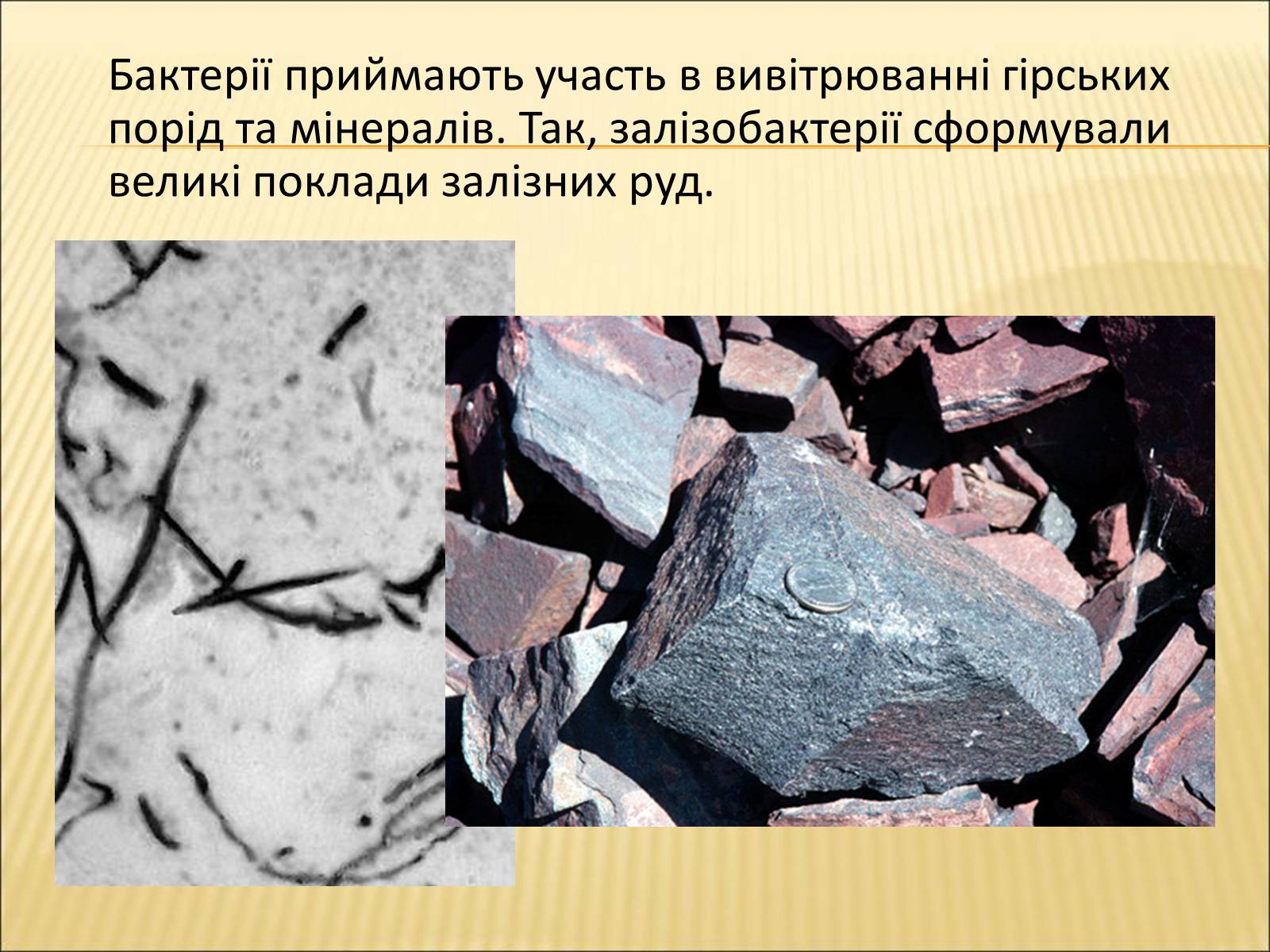 Презентація на тему «Значення бактерій в природі та житті людини» - Слайд #5 Презентація на тему «Значення бактерій в природі та житті людини» - Слайд #5