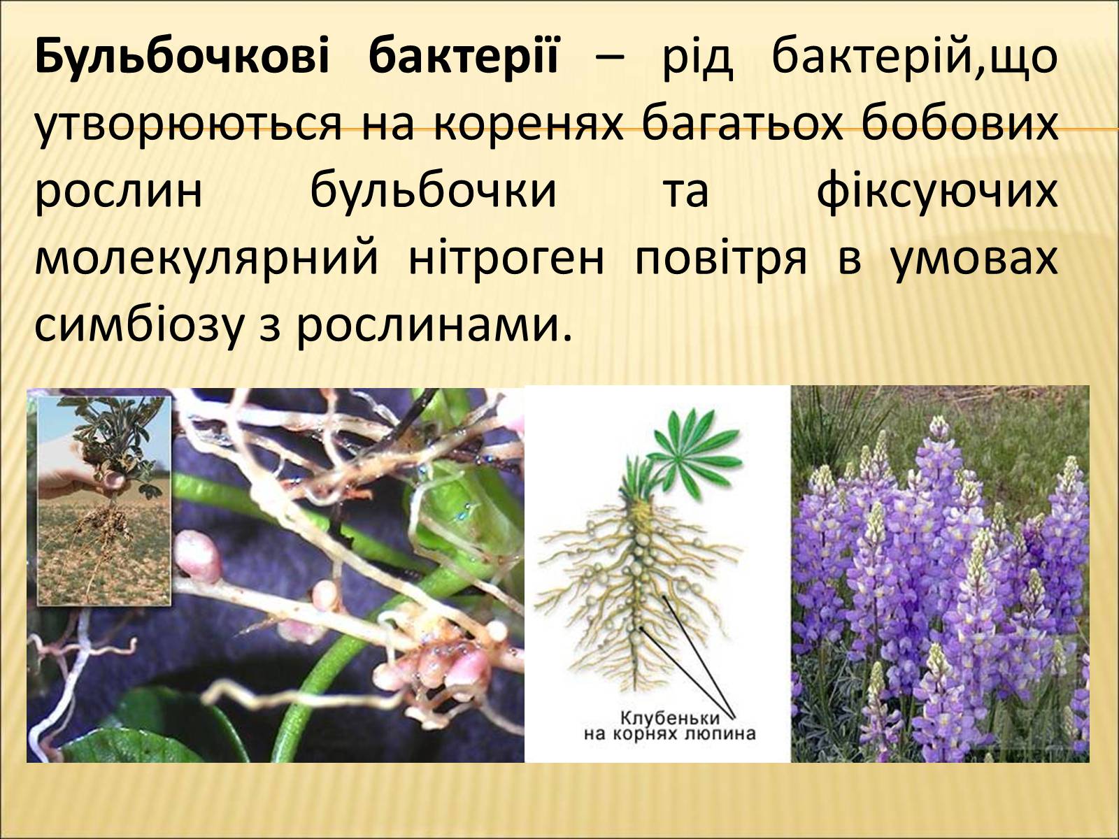 Презентація на тему «Значення бактерій в природі та житті людини» - Слайд #7 Презентація на тему «Значення бактерій в природі та житті людини» - Слайд #7