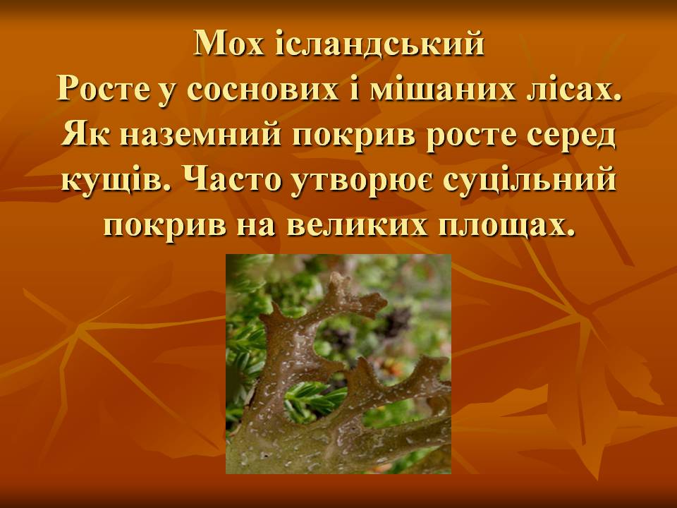Презентація на тему «Мохи» - Слайд #4