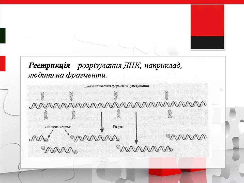 Презентація на тему «Генна інженерія» (варіант 11) - Слайд #6 Презентація на тему «Генна інженерія» (варіант 11) - Слайд #6