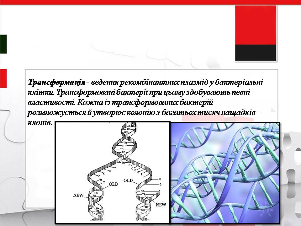 Презентація на тему «Генна інженерія» (варіант 11) - Слайд #7 Презентація на тему «Генна інженерія» (варіант 11) - Слайд #7
