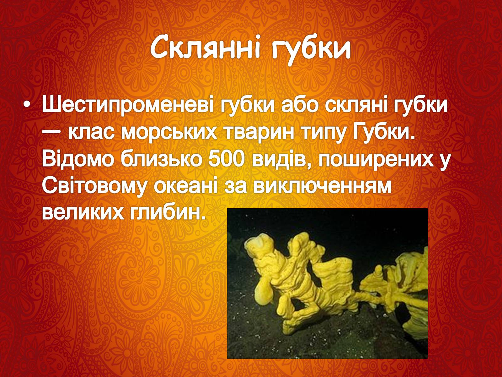 Презентація на тему «Губки» - Слайд #11 Презентація на тему «Губки» - Слайд #11