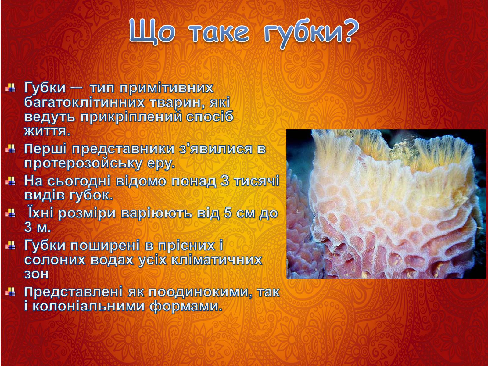 Презентація на тему «Губки» - Слайд #3 Презентація на тему «Губки» - Слайд #3