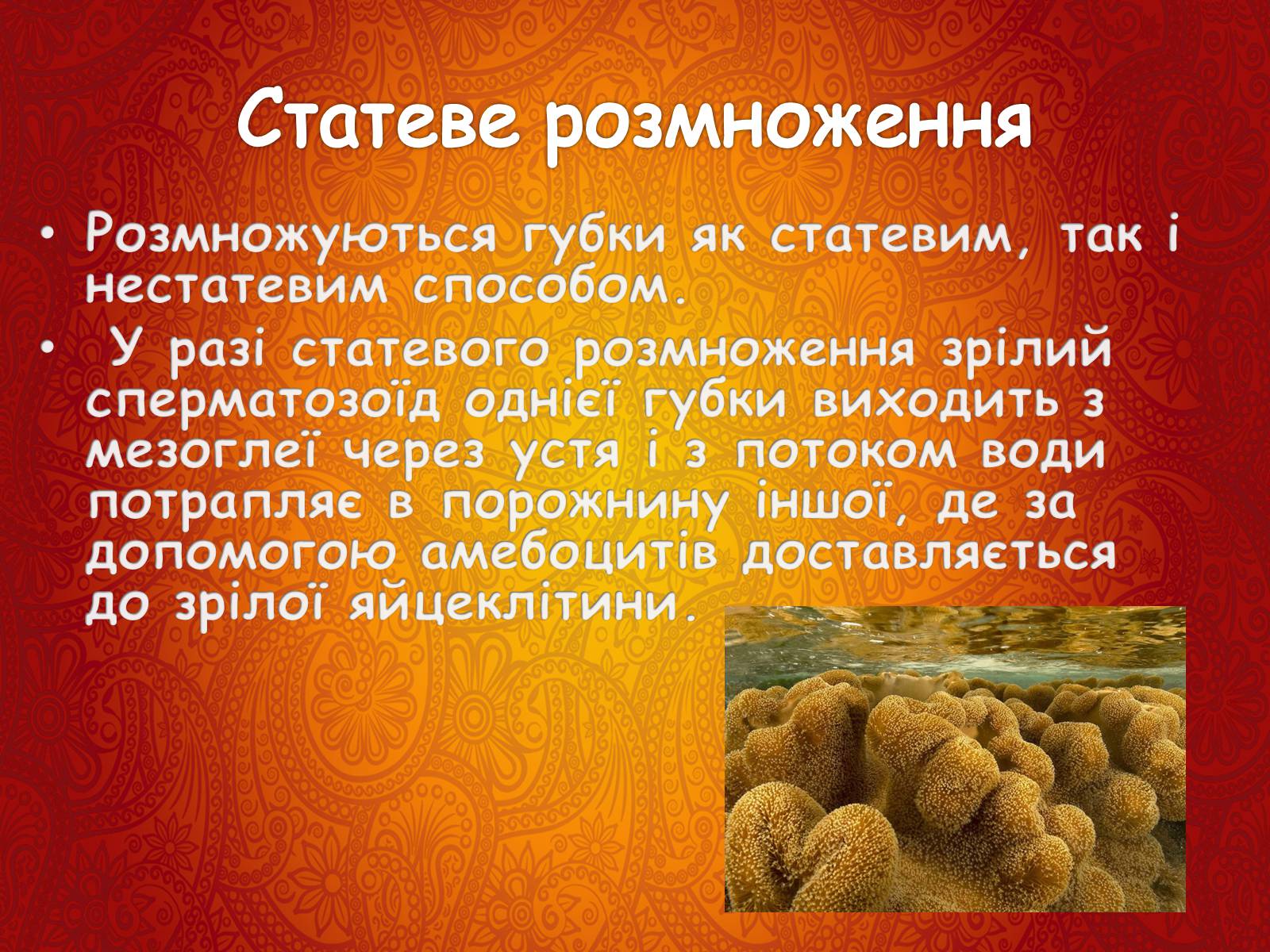 Презентація на тему «Губки» - Слайд #7 Презентація на тему «Губки» - Слайд #7