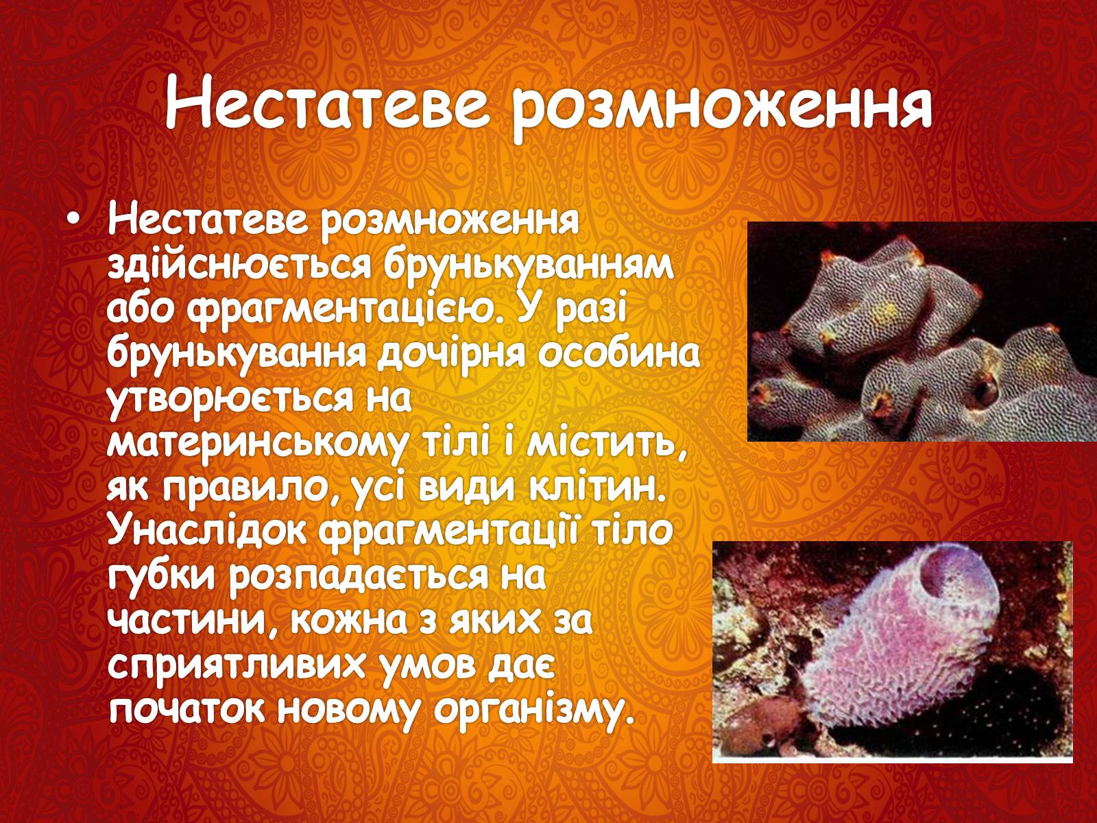 Презентація на тему «Губки» - Слайд #8 Презентація на тему «Губки» - Слайд #8