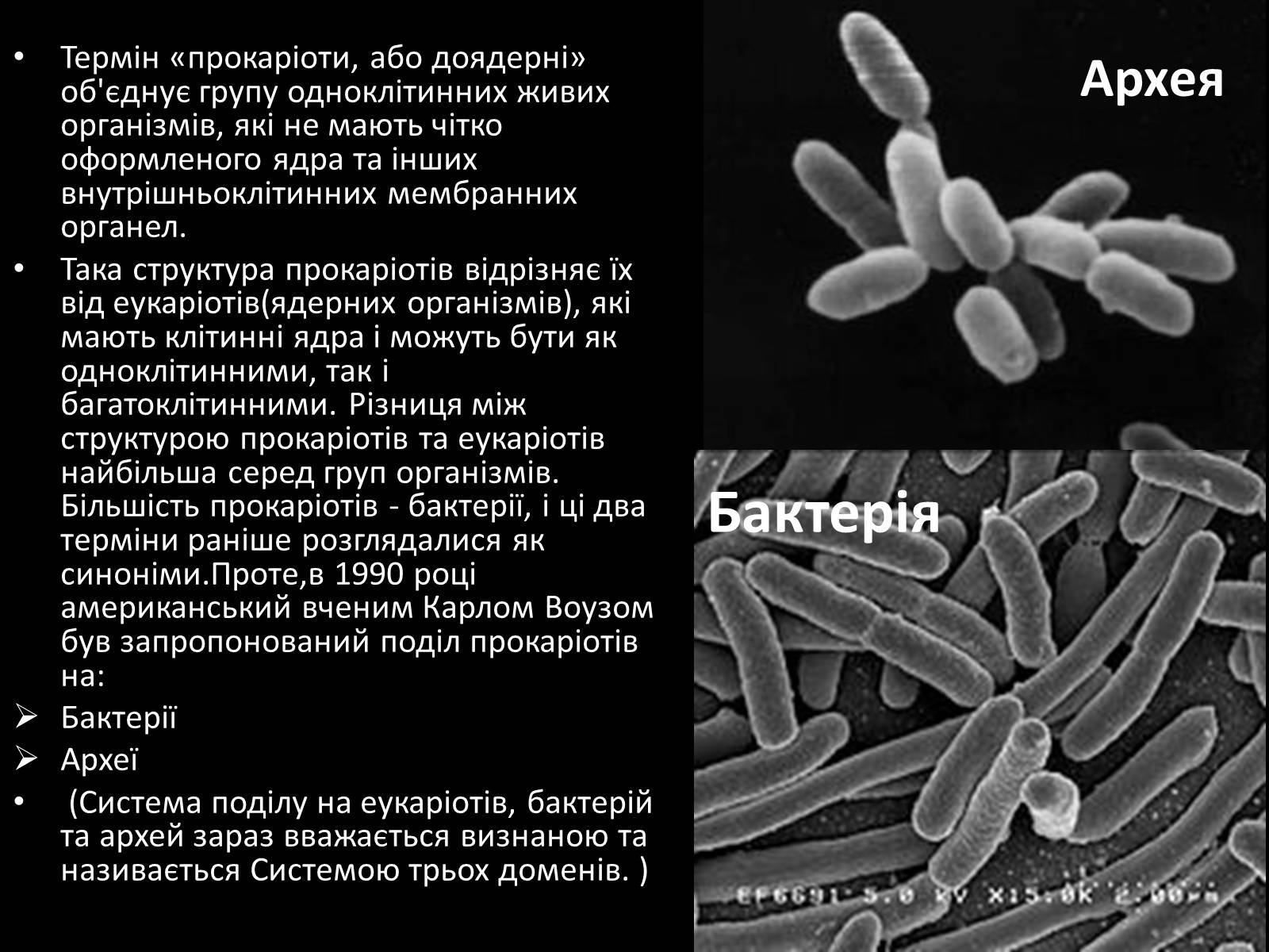 Презентація на тему «Прокаріоти» - Слайд #2 Презентація на тему «Прокаріоти» - Слайд #2