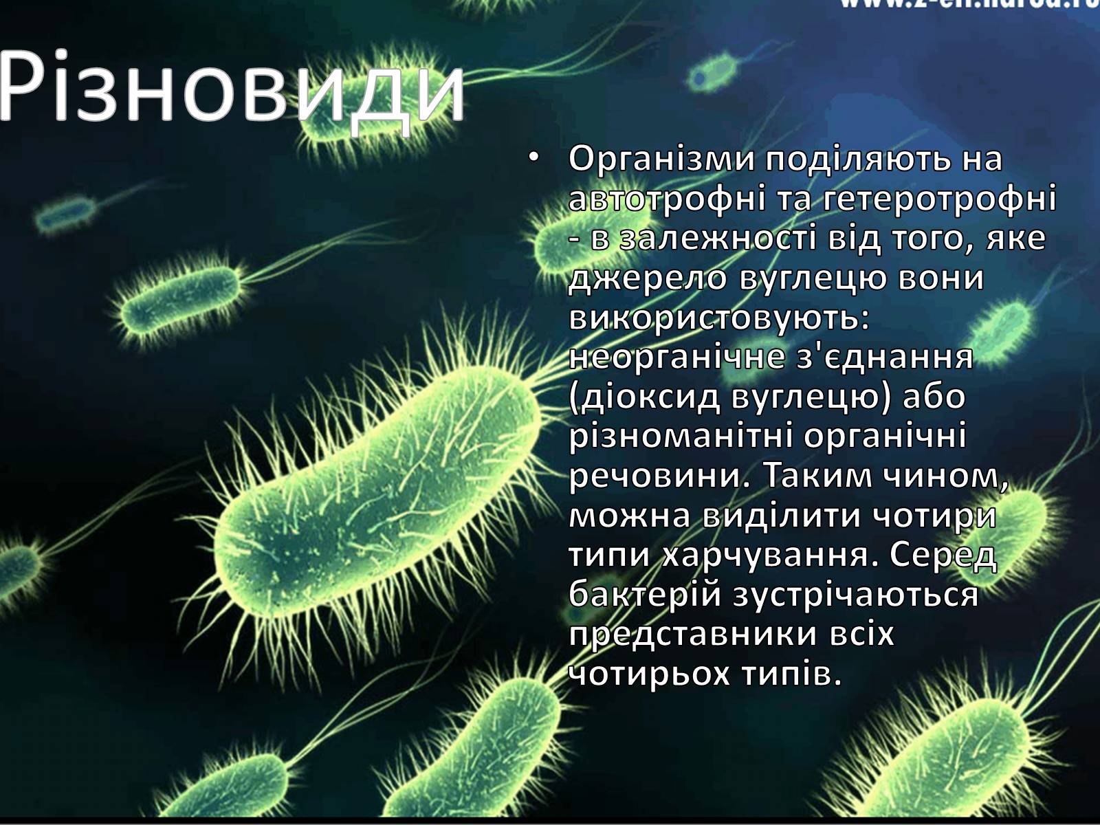Презентація на тему «Прокаріоти» - Слайд #3 Презентація на тему «Прокаріоти» - Слайд #3