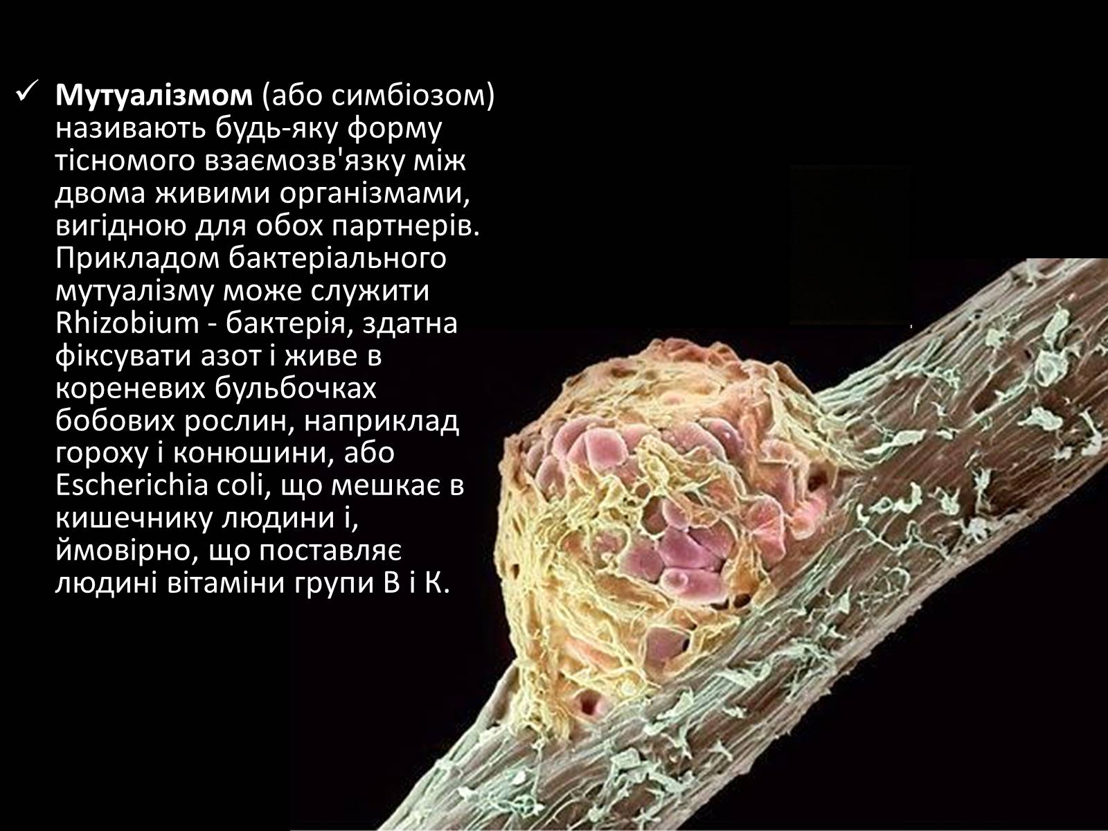 Презентація на тему «Прокаріоти» - Слайд #5 Презентація на тему «Прокаріоти» - Слайд #5