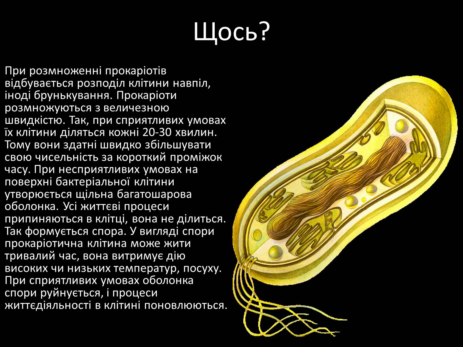 Презентація на тему «Прокаріоти» - Слайд #9 Презентація на тему «Прокаріоти» - Слайд #9