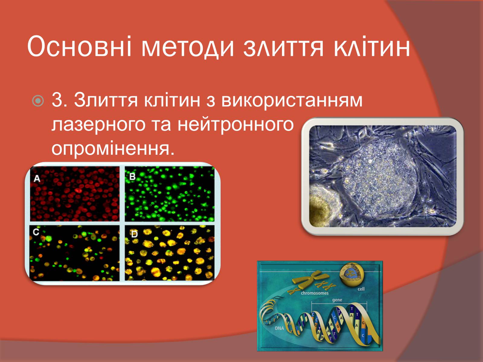 Презентація на тему «Клітинна інженерія» (варіант 3) - Слайд #9 Презентація на тему «Клітинна інженерія» (варіант 3) - Слайд #9