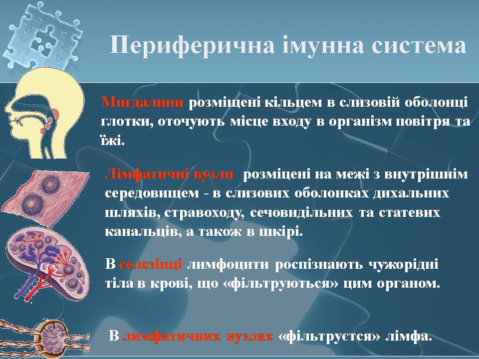 Презентація на тему «Імунітет» (варіант 4) - Слайд #11 Презентація на тему «Імунітет» (варіант 4) - Слайд #11