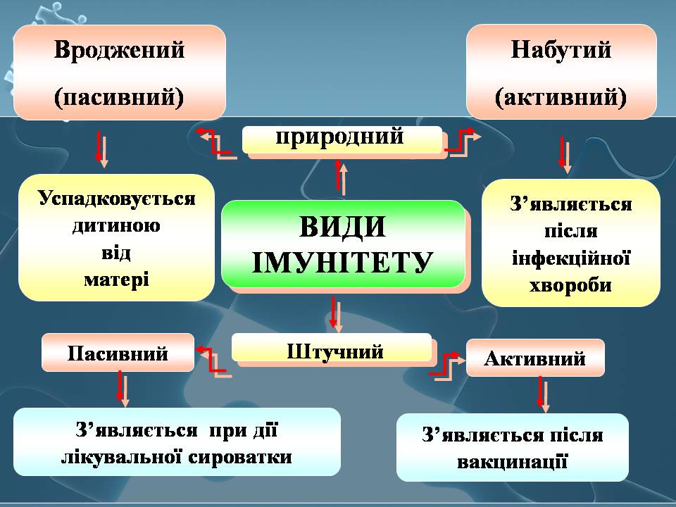 Презентація на тему «Імунітет» (варіант 4) - Слайд #12 Презентація на тему «Імунітет» (варіант 4) - Слайд #12