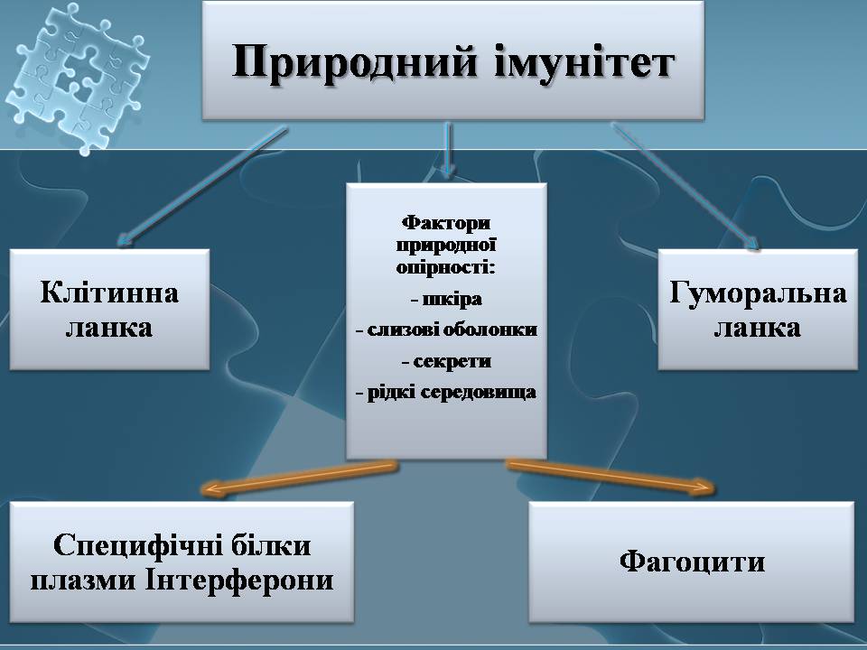 Презентація на тему «Імунітет» (варіант 4) - Слайд #13 Презентація на тему «Імунітет» (варіант 4) - Слайд #13
