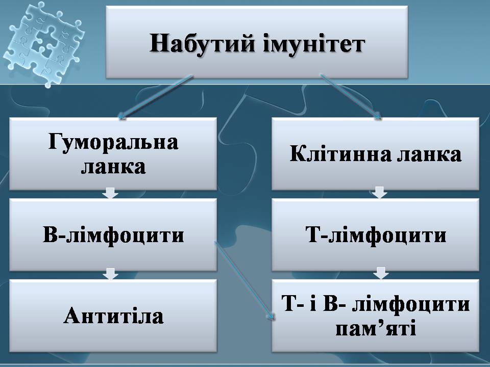 Презентація на тему «Імунітет» (варіант 4) - Слайд #14 Презентація на тему «Імунітет» (варіант 4) - Слайд #14