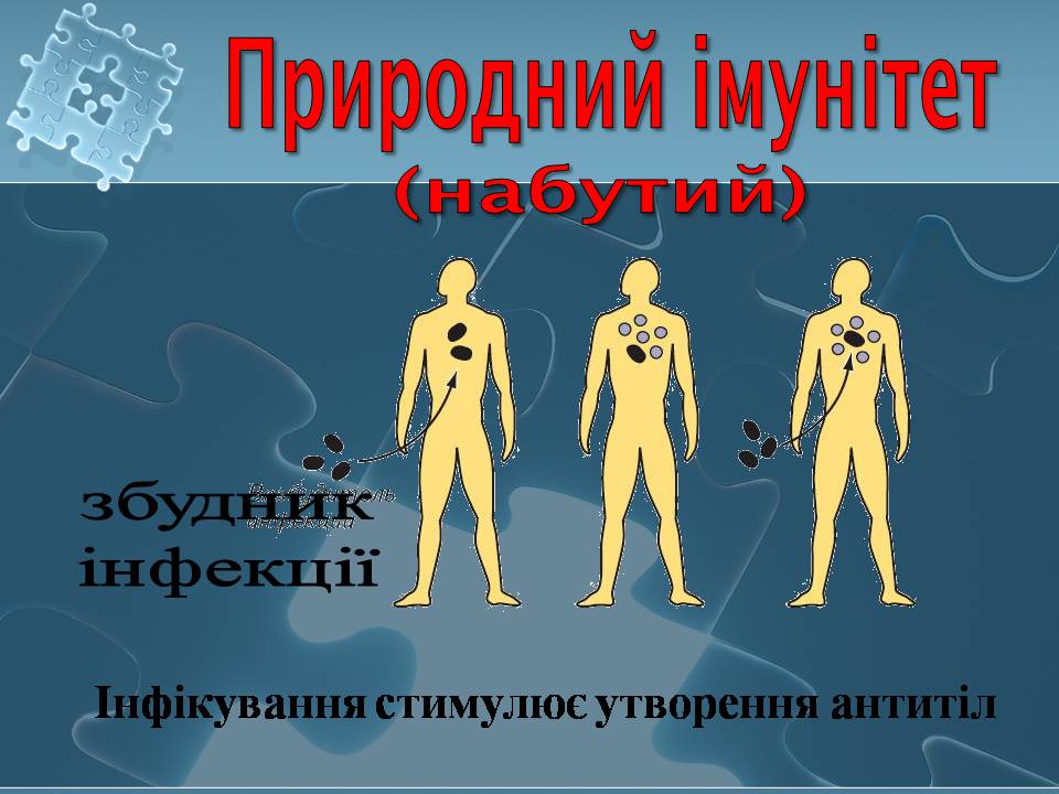 Презентація на тему «Імунітет» (варіант 4) - Слайд #15 Презентація на тему «Імунітет» (варіант 4) - Слайд #15