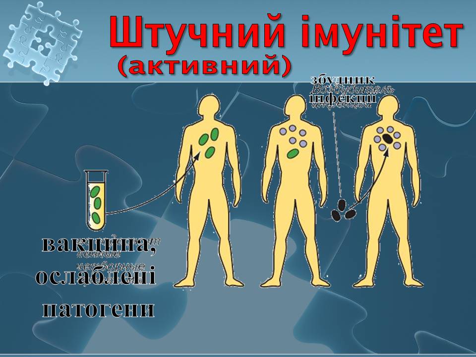Презентація на тему «Імунітет» (варіант 4) - Слайд #16 Презентація на тему «Імунітет» (варіант 4) - Слайд #16