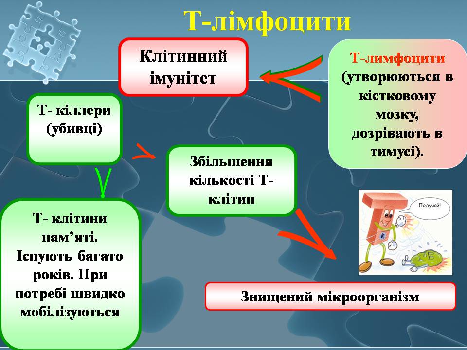 Презентація на тему «Імунітет» (варіант 4) - Слайд #22 Презентація на тему «Імунітет» (варіант 4) - Слайд #22