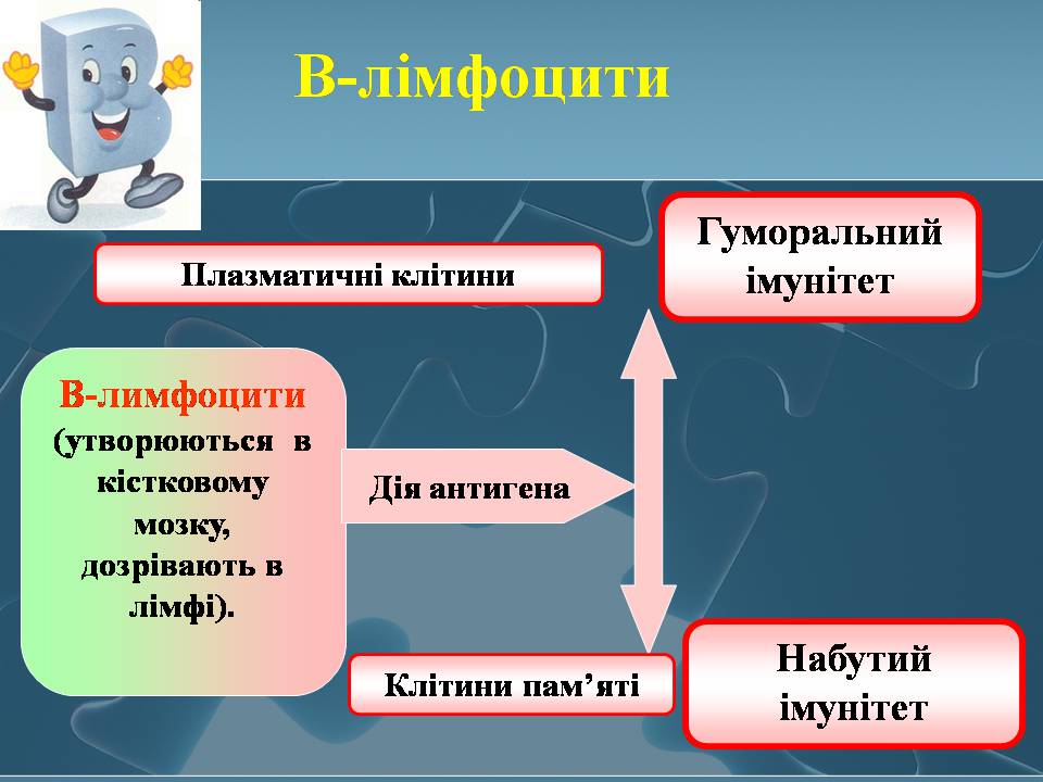 Презентація на тему «Імунітет» (варіант 4) - Слайд #23 Презентація на тему «Імунітет» (варіант 4) - Слайд #23