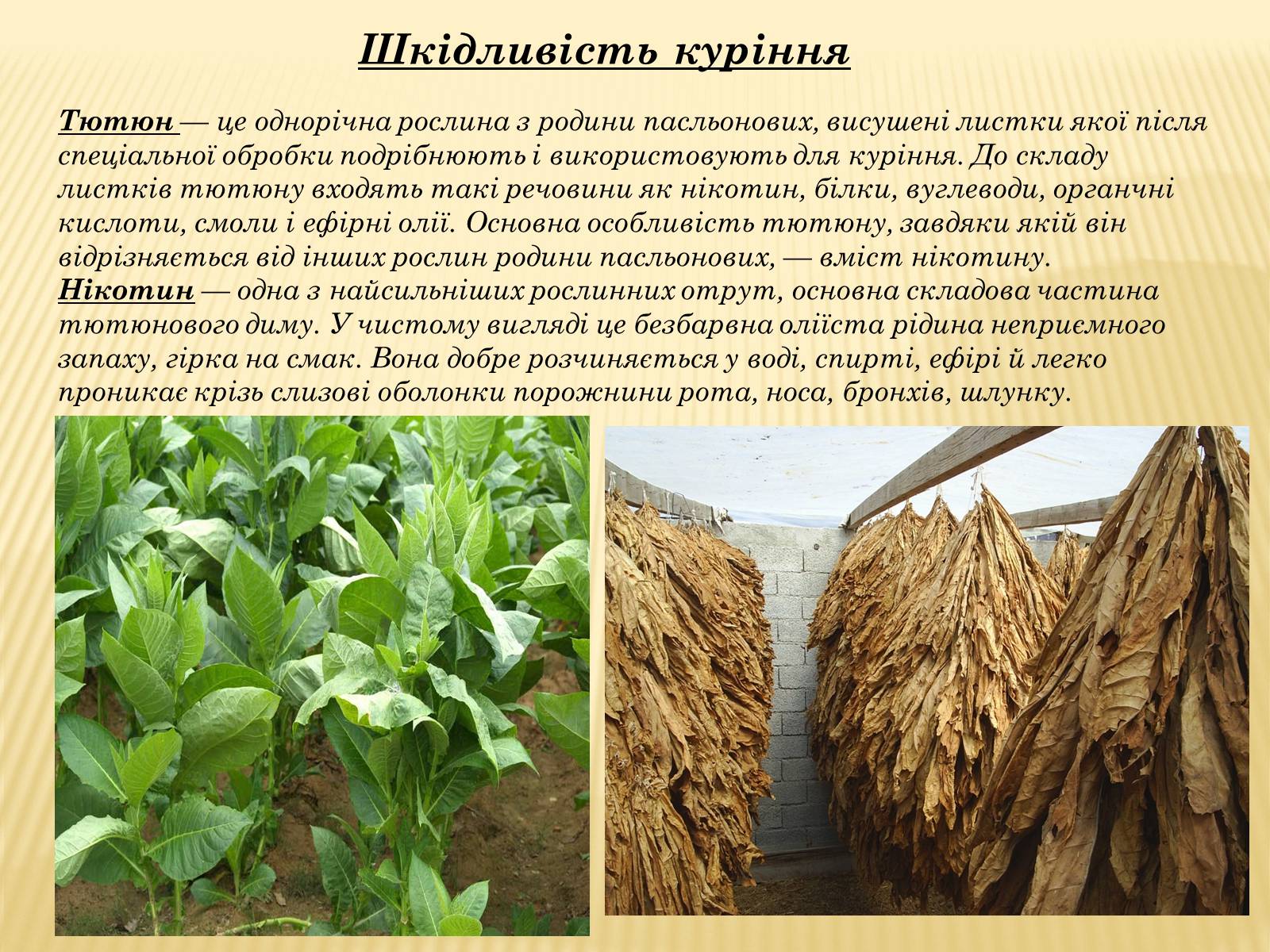 Презентація на тему «Шкідливий вплив уживання алкоголю, наркотичних речовин, тютюнокуріння на організм людини» - Слайд #10 Презентація на тему «Шкідливий вплив уживання алкоголю, наркотичних речовин, тютюнокуріння на організм людини» - Слайд #10