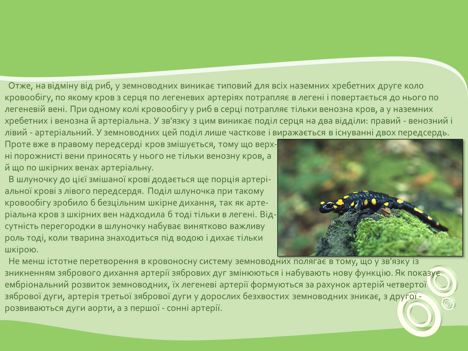 Презентація на тему «Земноводні або Амфібії» - Слайд #10 Презентація на тему «Земноводні або Амфібії» - Слайд #10