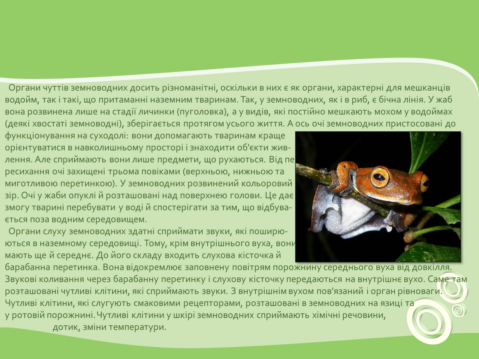 Презентація на тему «Земноводні або Амфібії» - Слайд #13 Презентація на тему «Земноводні або Амфібії» - Слайд #13