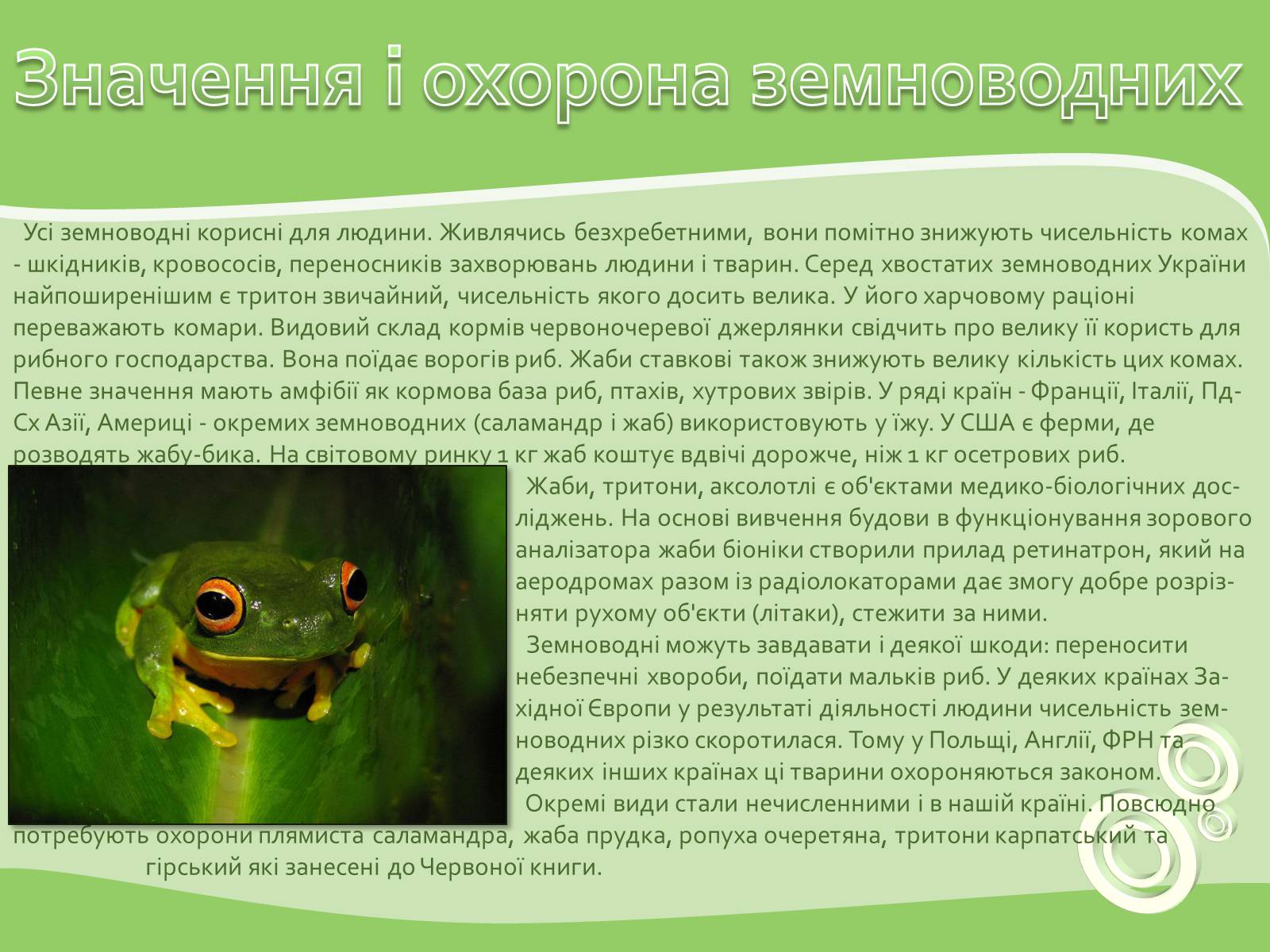 Презентація на тему «Земноводні або Амфібії» - Слайд #17 Презентація на тему «Земноводні або Амфібії» - Слайд #17