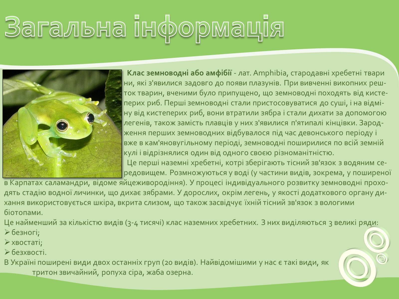 Презентація на тему «Земноводні або Амфібії» - Слайд #2 Презентація на тему «Земноводні або Амфібії» - Слайд #2