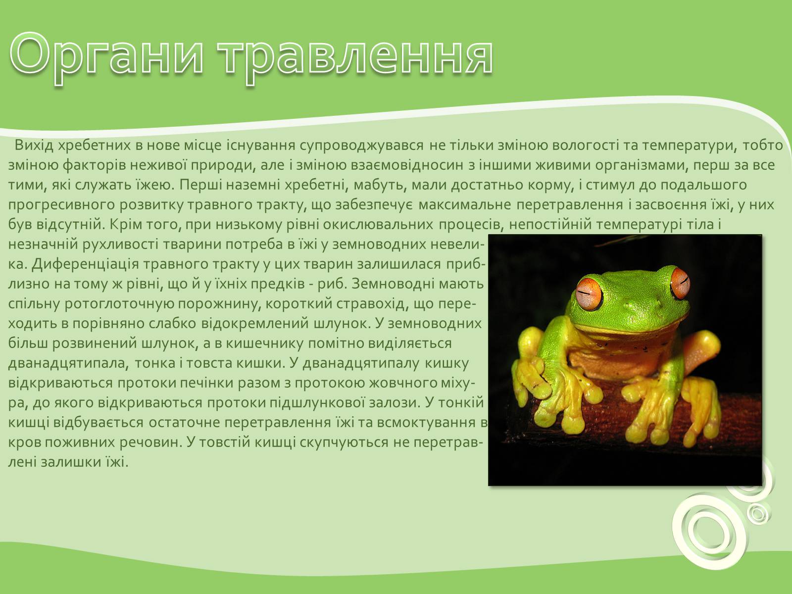 Презентація на тему «Земноводні або Амфібії» - Слайд #5 Презентація на тему «Земноводні або Амфібії» - Слайд #5